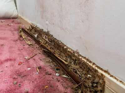 About Phoenix Water Damage Remediation Pros - water damage remediation experts in Phoenix